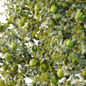 AV Plant Citrus Sinensis Orange Arancio Fruit Tree 03 - Деревья - 3D модель - фото 6