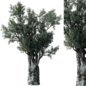 Olive Trees Set 18 - Деревья - 3D модель - фото 2