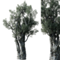 Olive Trees Set 18 - Деревья - 3D модель - фото 3