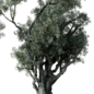 Olive Trees Set 18 - Деревья - 3D модель - фото 4