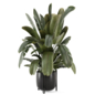 Big Leaf Plant in Metal Pot_Set 4803 - Комнатные - 3D модель