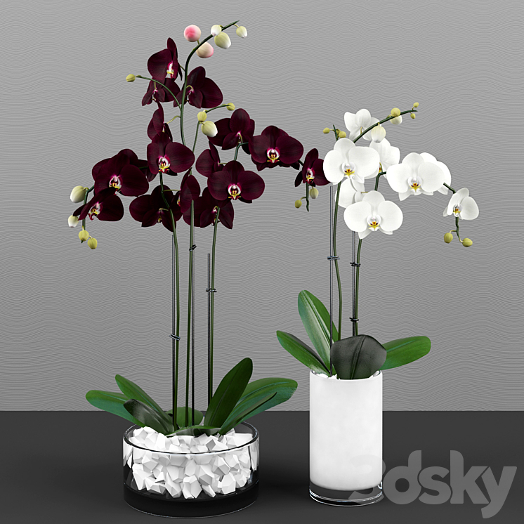 Phalaenopsis orchids set 3D Model