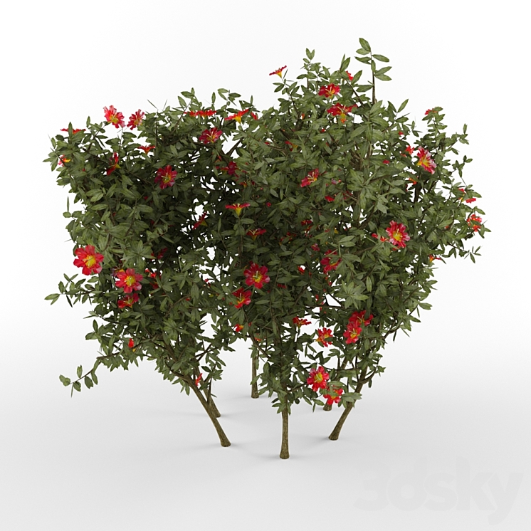 The bush with flowers 3DS Max - thumbnail 1