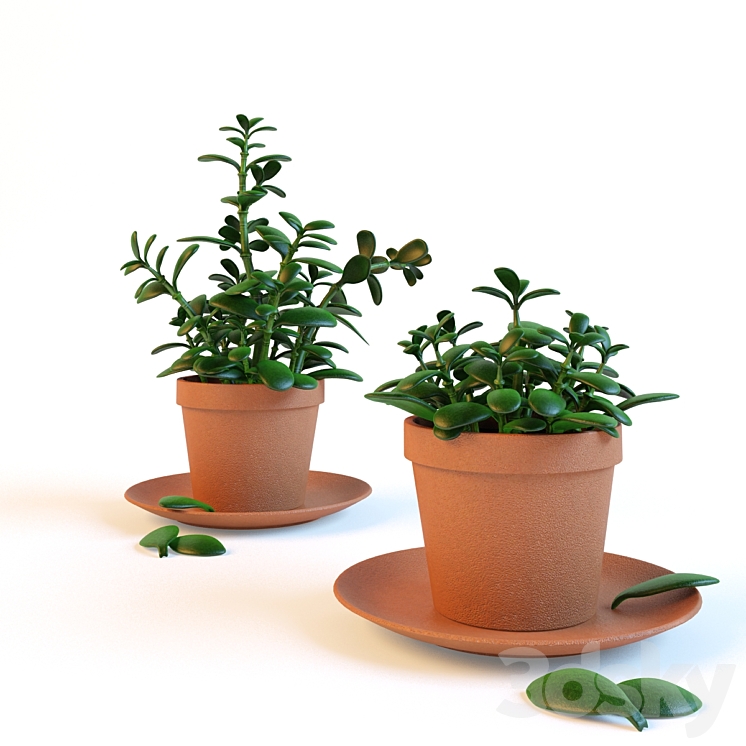 Home plant "Crassula" in the pot 3DS Max Model - thumbnail 1