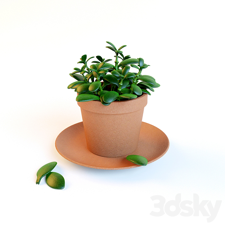 Home plant "Crassula" in the pot 3DS Max Model - thumbnail 2