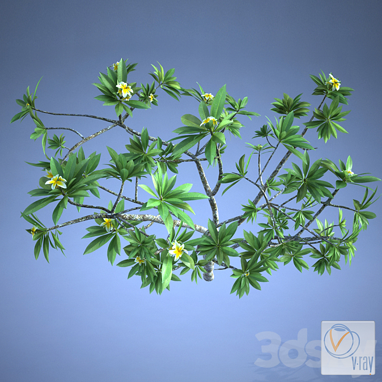 Plumeria_plant 3D Model