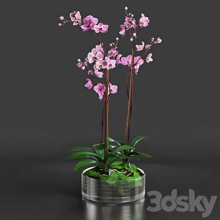 Orchid 3DS Max - thumbnail 1