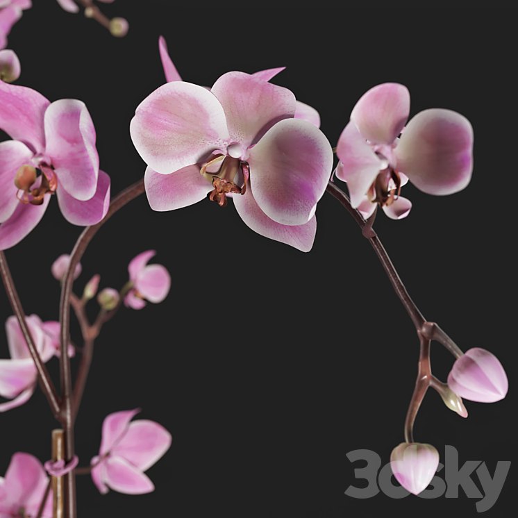 Orchid 3DS Max - thumbnail 2