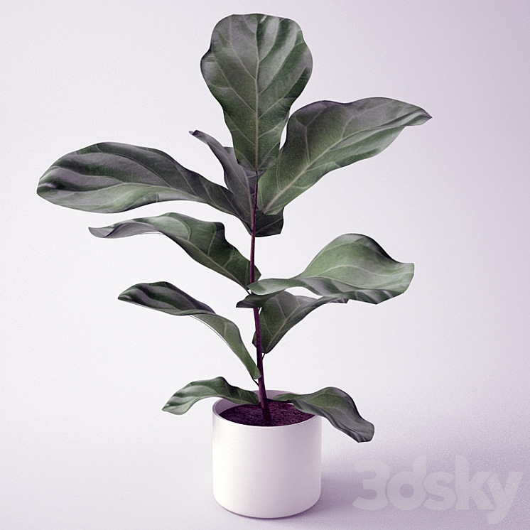 Ficus \/ Seedling of Ficus 3DS Max - thumbnail 1