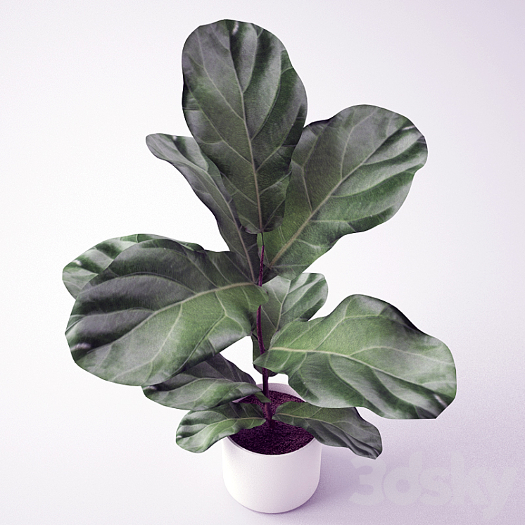 Ficus \/ Seedling of Ficus 3DS Max - thumbnail 2