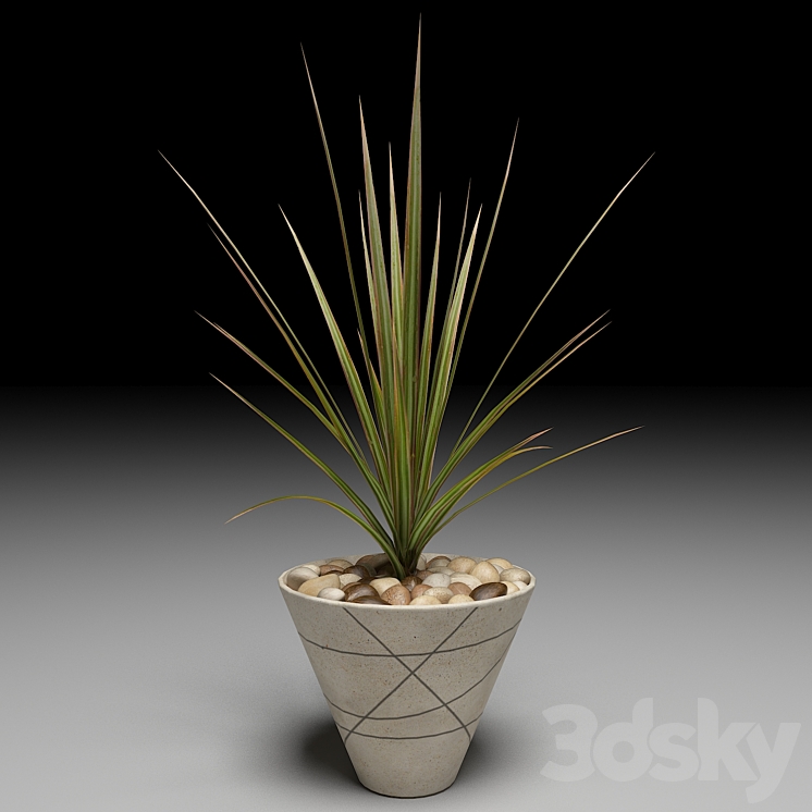 Dracaena Marginata tree