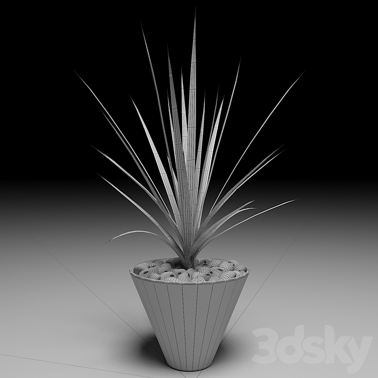 Dracaena Marginata tree 3D Model