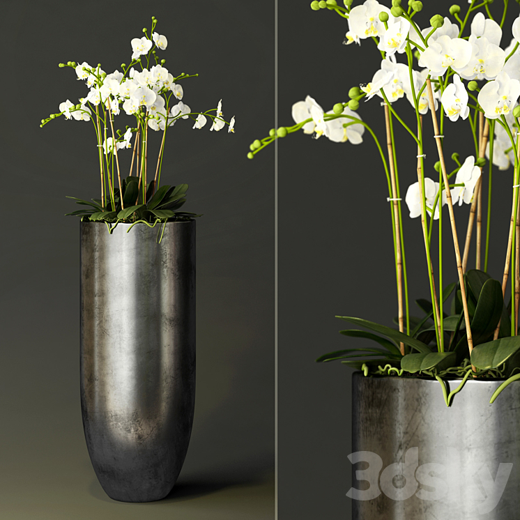 orchid 3DS Max - thumbnail 1
