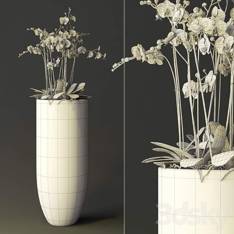orchid 3DS Max - thumbnail 2
