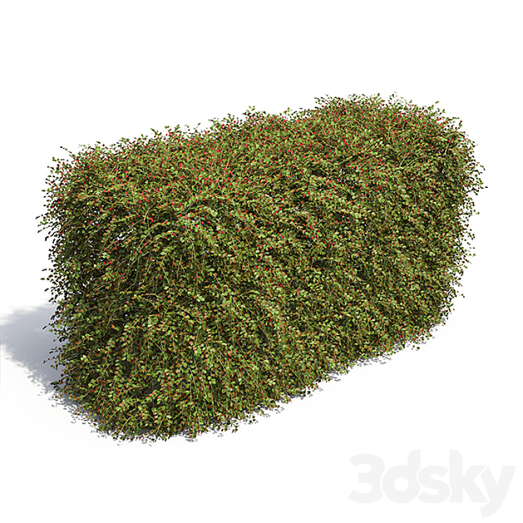 Hedge. Cotoneaster berries. 3DS Max - thumbnail 1
