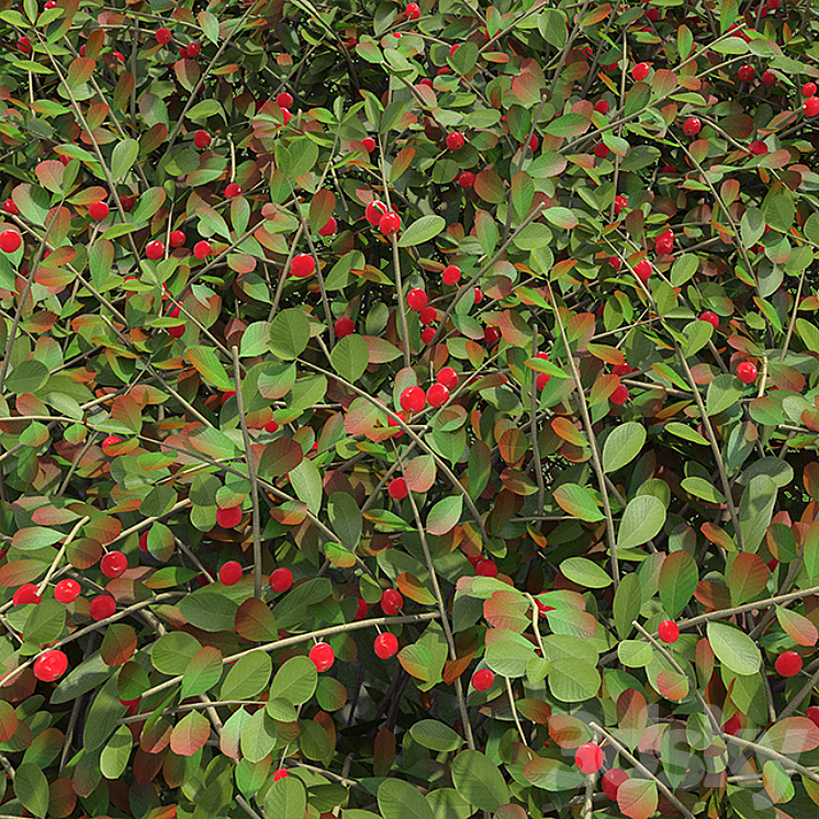 Hedge. Cotoneaster berries. 3DS Max - thumbnail 2