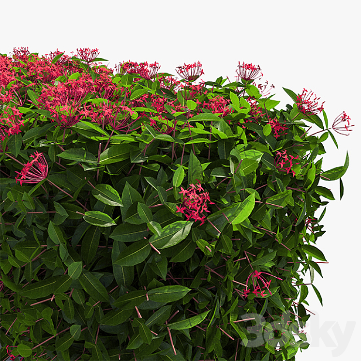 Delightful hedges 3D Model