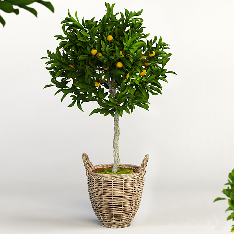 Lemon Tree