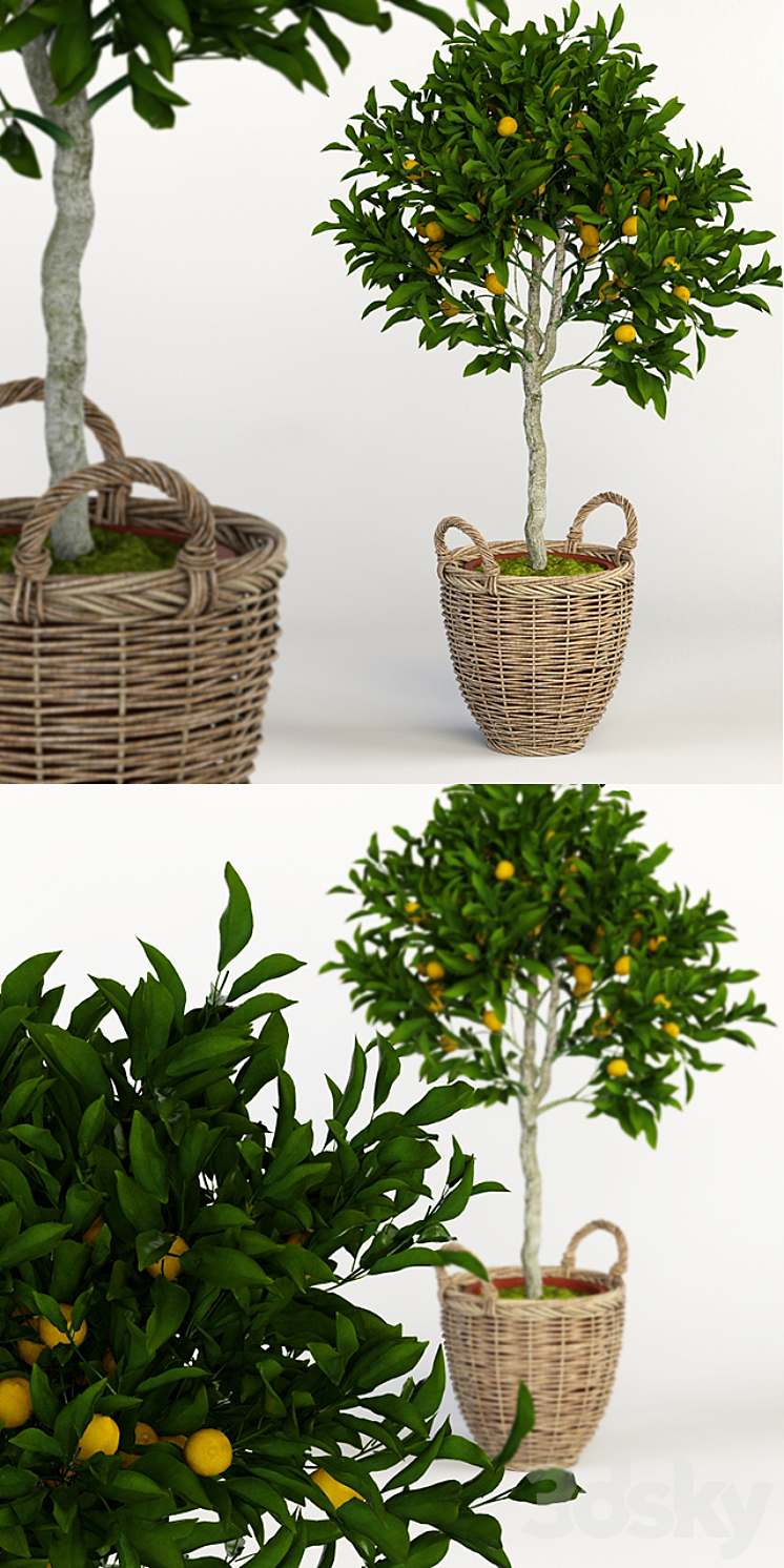 Lemon Tree 3D Model