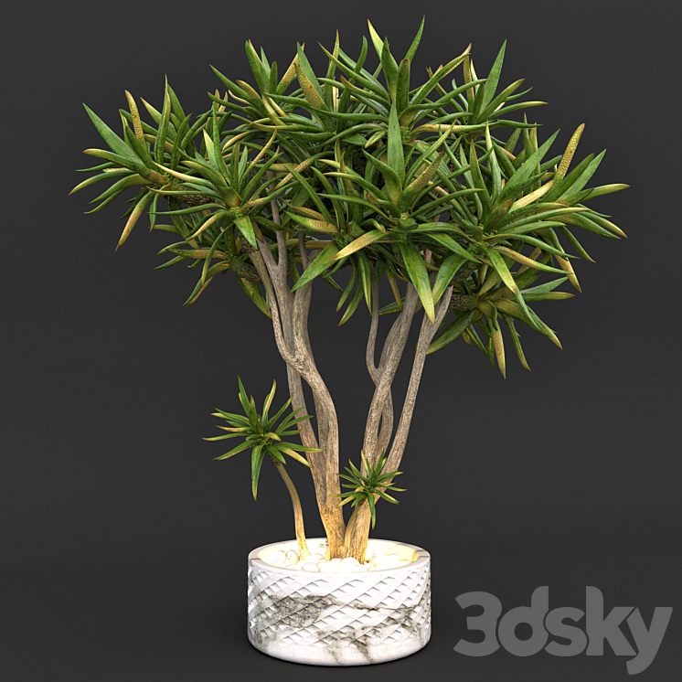 Aloe dichotoma (quiver tree) 3DS Max - thumbnail 1