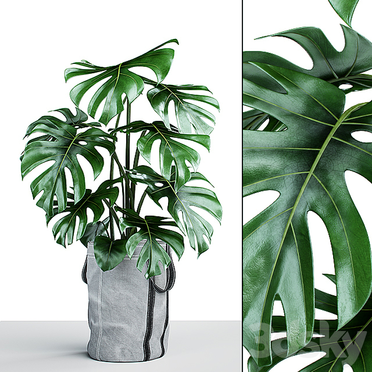 Monstera in tissue pots 3DS Max - thumbnail 1
