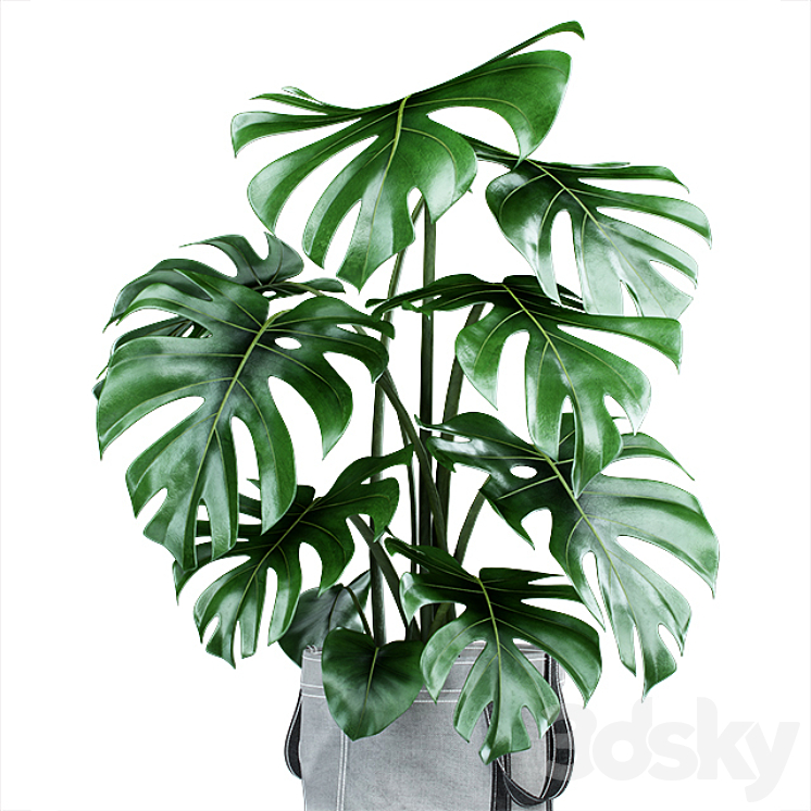 Monstera in tissue pots 3DS Max - thumbnail 2