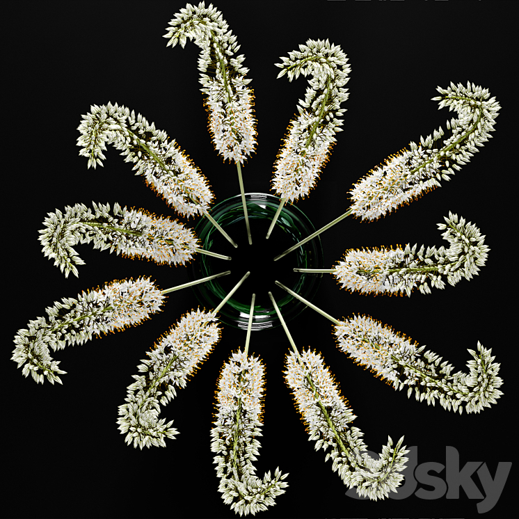 Eremurus \/ Eremurus 3D Model