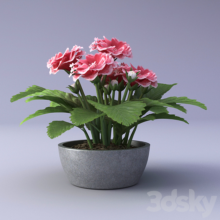 Gloxinia Flower in a pot 3D Model