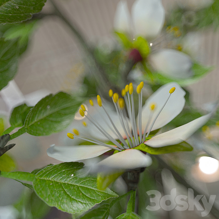 Prunus domestica 3D Model
