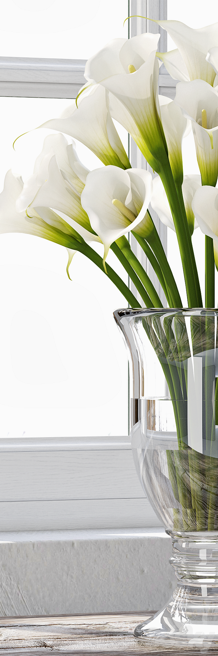 Calla Lily 4 3D Model