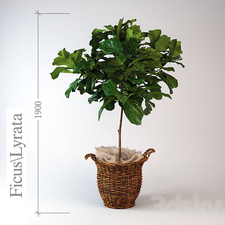 Ficus \\ lyrate 3DS Max - thumbnail 1