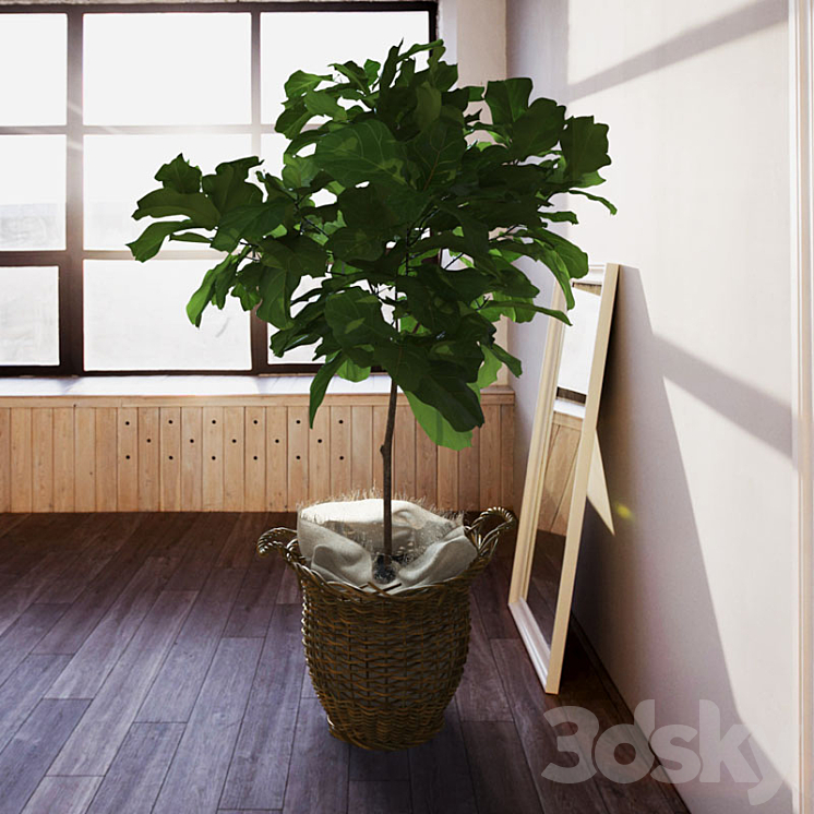 Ficus \\ lyrate 3DS Max - thumbnail 2
