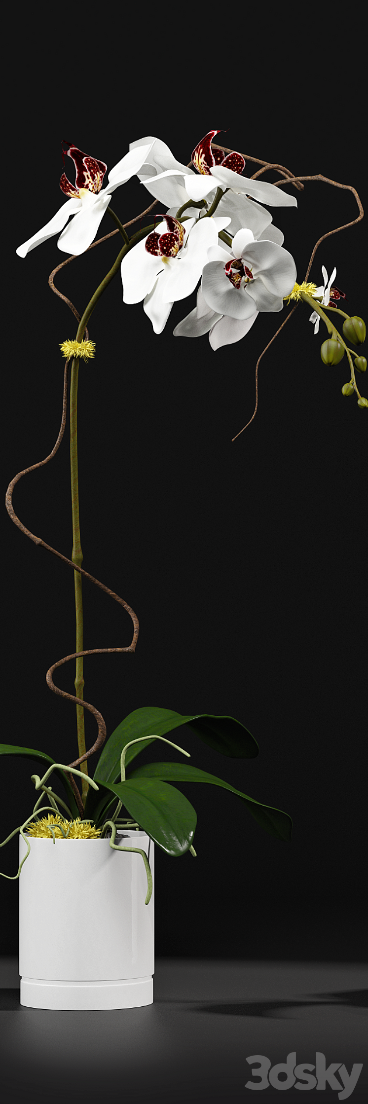Orchid 8 3D Model