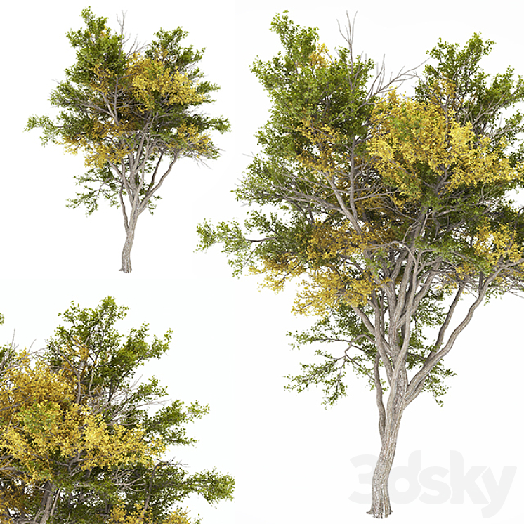 02 Tree autumn 3D Model