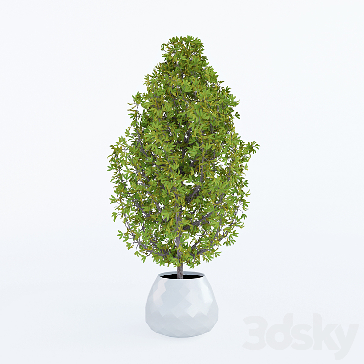 Decorative home plant in a pot 3DS Max - thumbnail 1