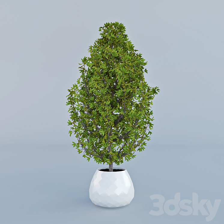 Decorative home plant in a pot 3DS Max - thumbnail 2