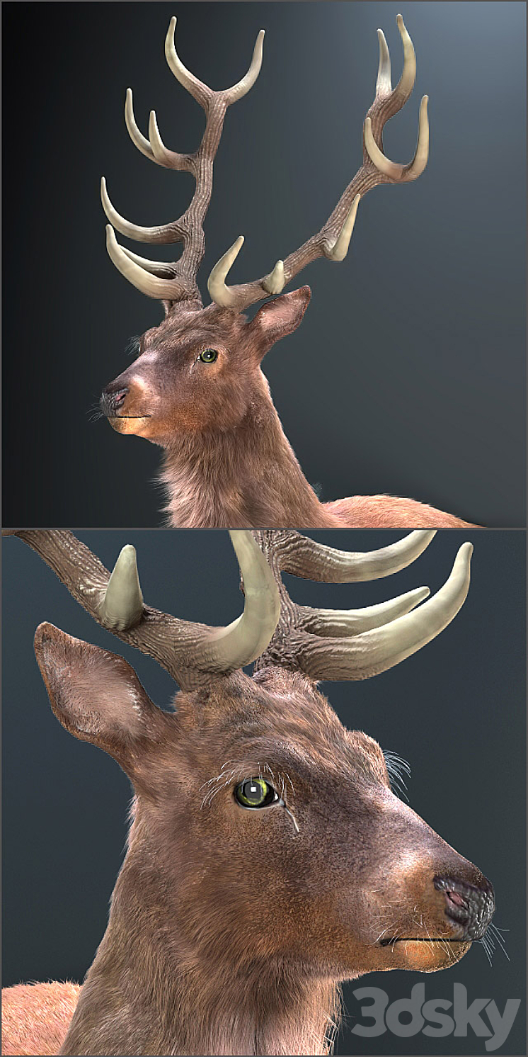 Resting deer. 3D Model