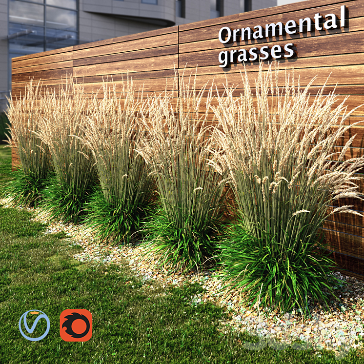 Ornamental grass dry 3DS Max - thumbnail 1