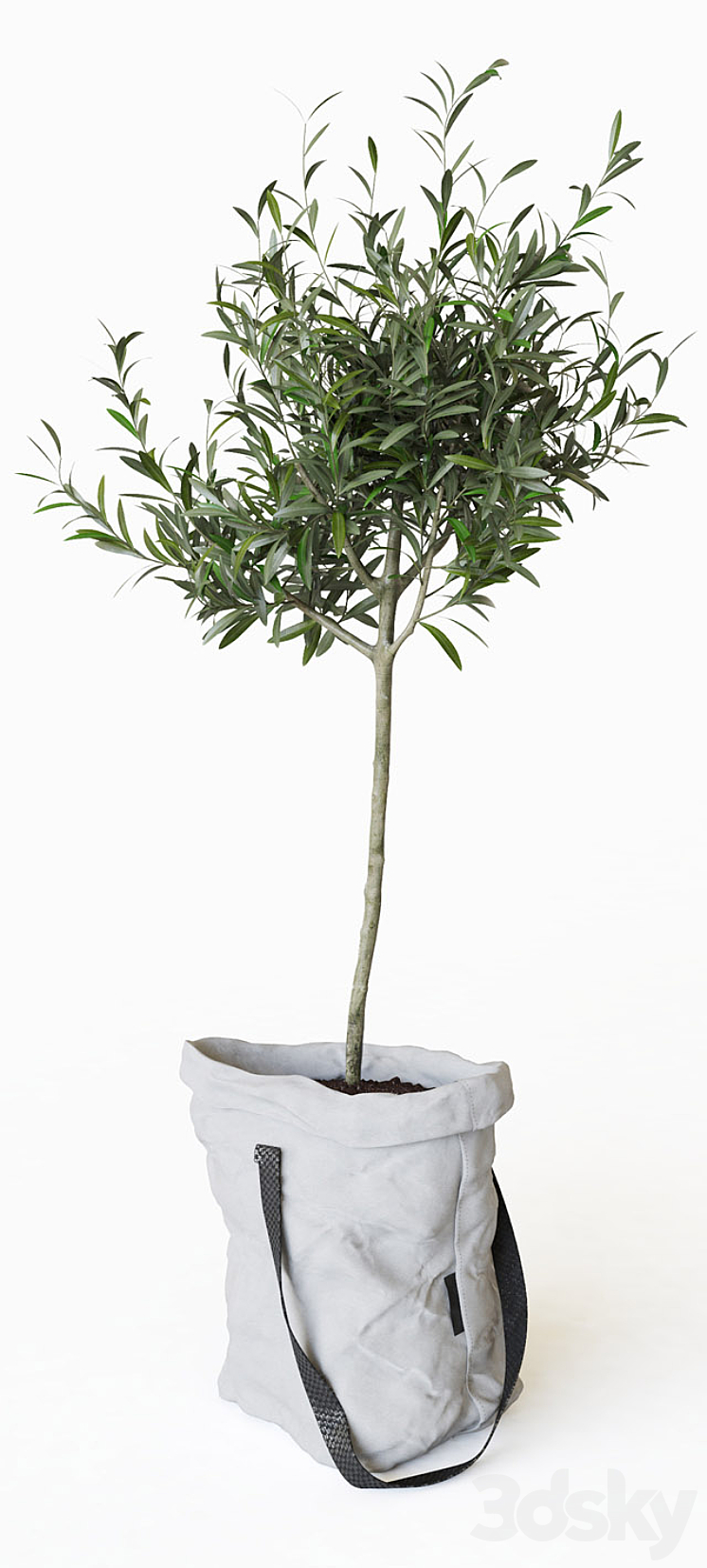 Olive tree in bag 3D Model
