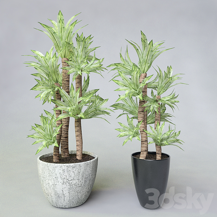 Potted plant 3DS Max - thumbnail 1