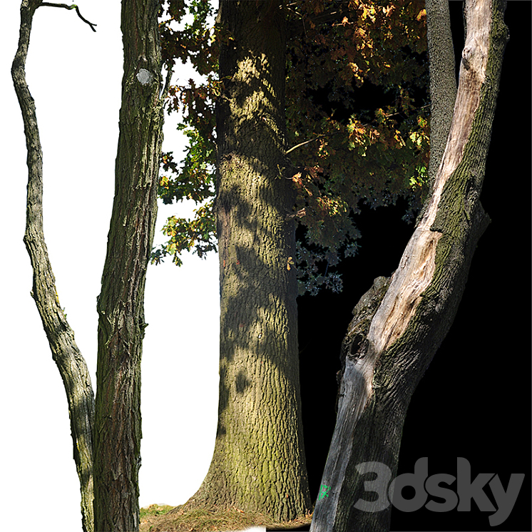 Tree trunks textures 3D Model