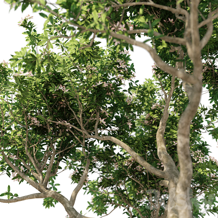 Magnolia Tree 3DS Max - thumbnail 2