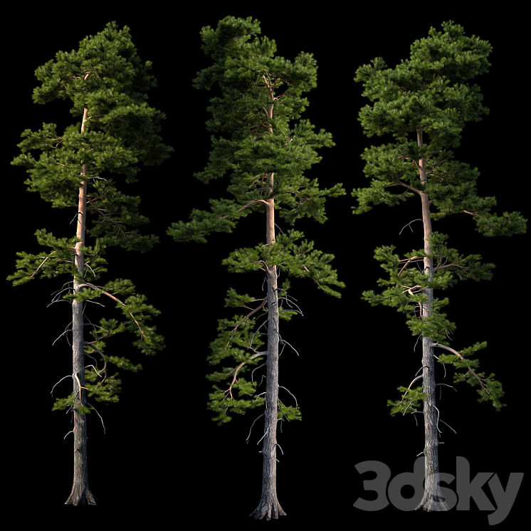 European pine 3DS Max - thumbnail 1
