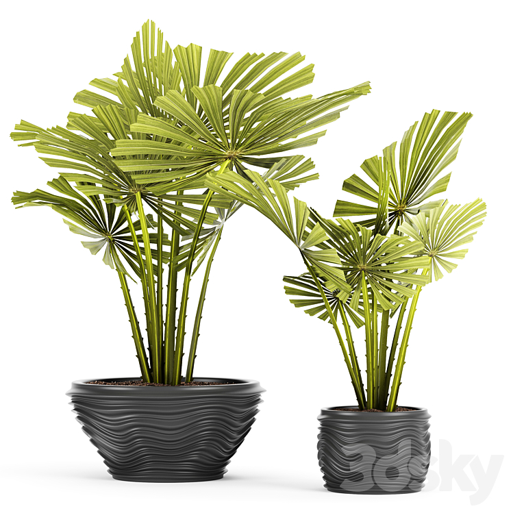 licuala spinosa ornamental palm tree likuala pot flower 3DS Max - thumbnail 1