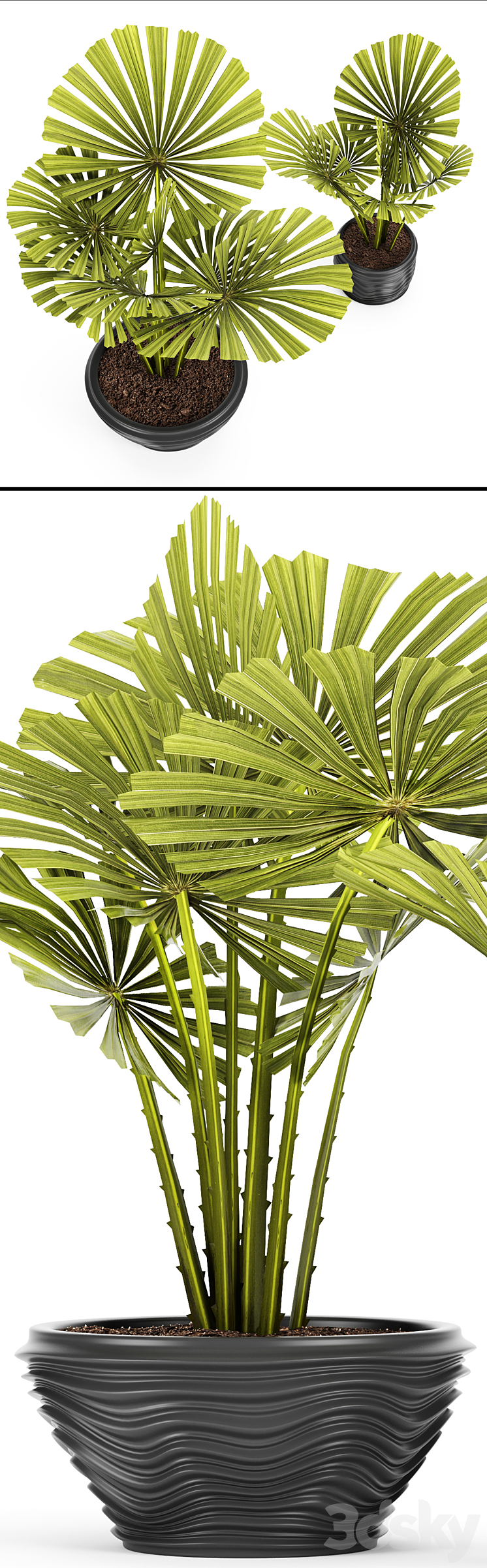 licuala spinosa ornamental palm tree likuala pot flower 3DS Max - thumbnail 2