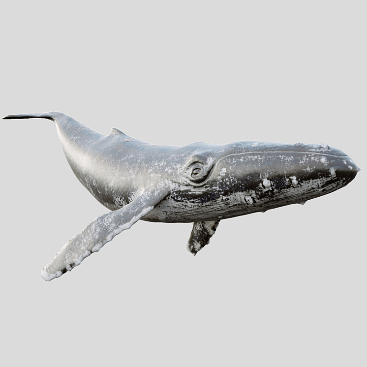 Gray_whale 3D Model Free