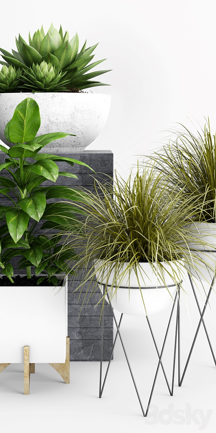Plants and Planters _1 3DS Max - thumbnail 2