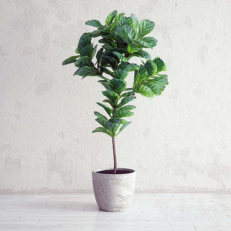 Ficus Lyrata – Interior Plant 3DS Max - thumbnail 1