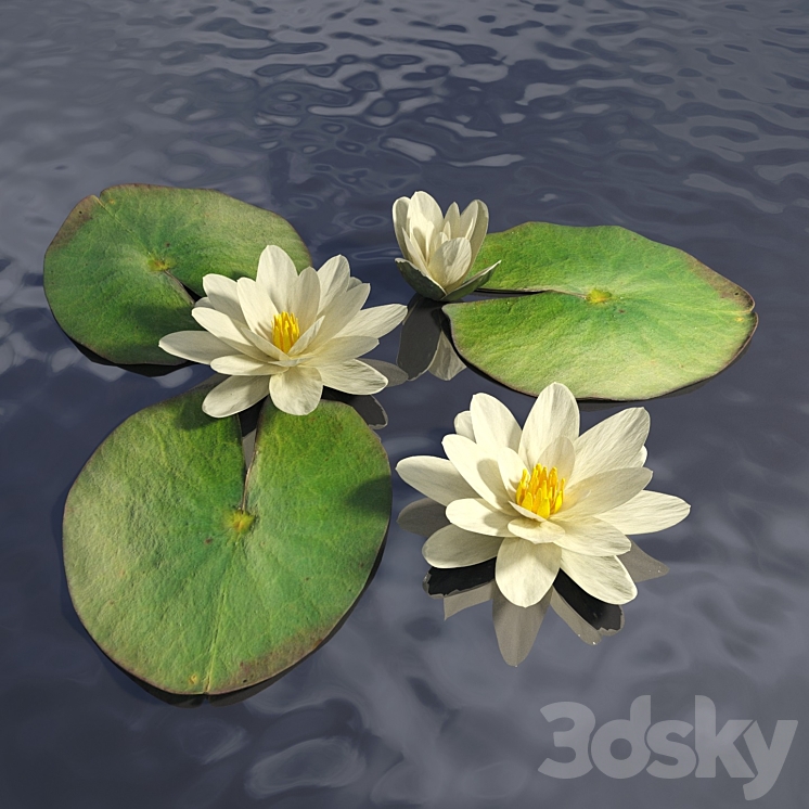 Zara textures sales water lily