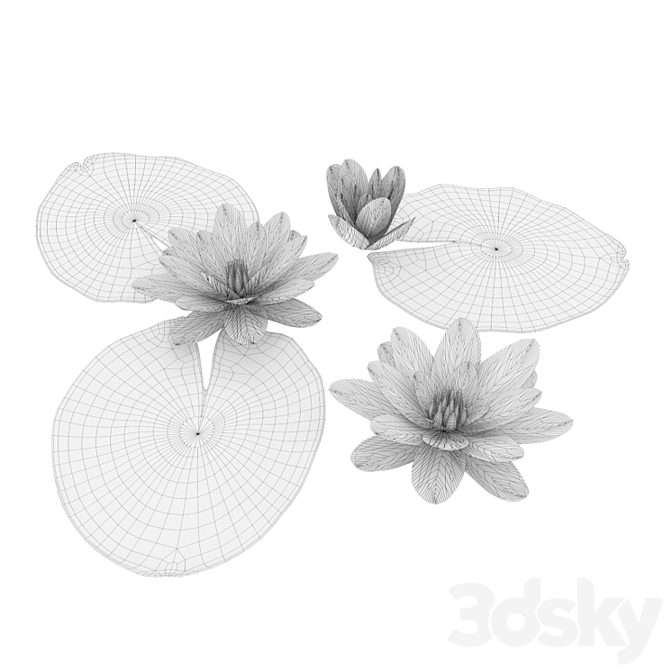 Water lily 3D Model